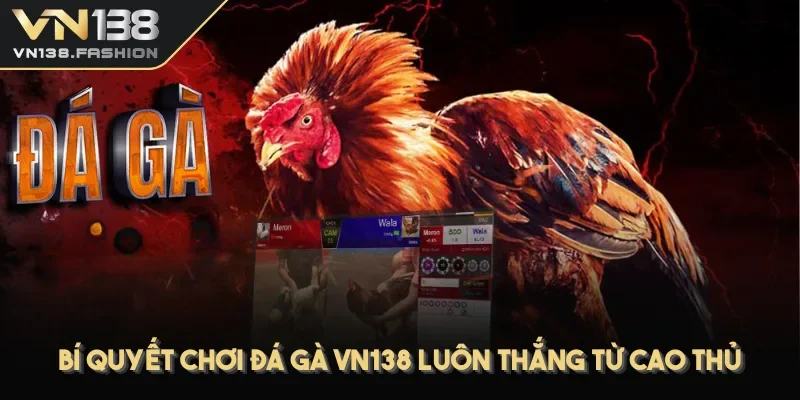 Bí quyết chơi đá gà VN138 luôn thắng từ cao thủ