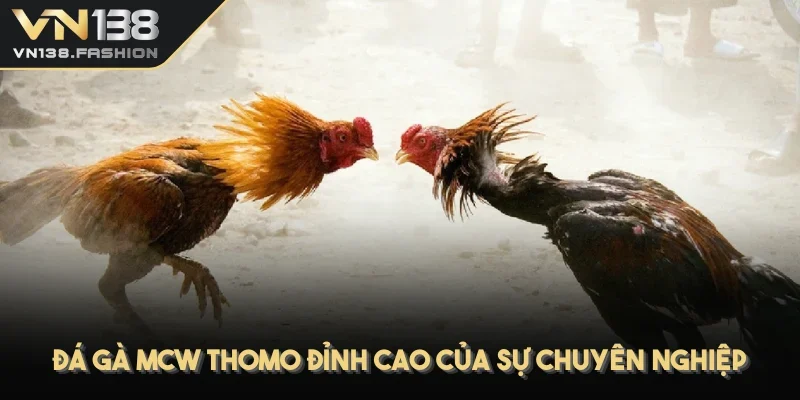 Đá gà MCW Thomo đỉnh cao của sự chuyên nghiệp